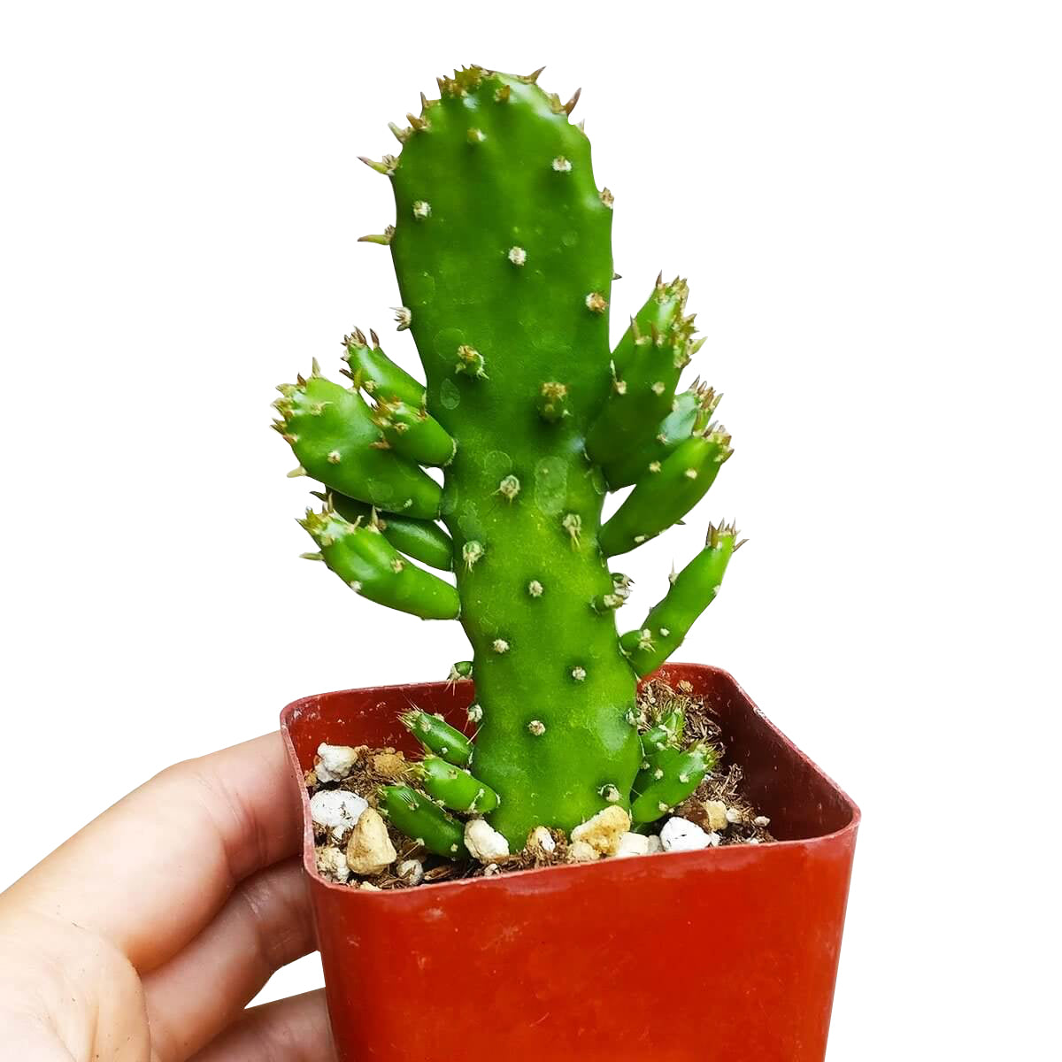 Joseph's Coat Cactus for sale, succulent plant, succulent subscription, succulent care, Succulents shop near me, succulents shop in California, succulent care tips, cactus, Rare succulents, Joseph's Coat Cactus in California, How to grow Joseph's Coat Cactus, cactus, cactus succulent, succulent cactus, cacti, cactus and succulents, succulents box, succulent shop, buy succulents online