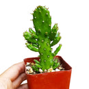 Joseph's Coat Cactus for sale, succulent plant, succulent subscription, succulent care, Succulents shop near me, succulents shop in California, succulent care tips, cactus, Rare succulents, Joseph's Coat Cactus in California, How to grow Joseph's Coat Cactus, cactus, cactus succulent, succulent cactus, cacti, cactus and succulents, succulents box, succulent shop, buy succulents online