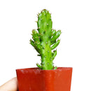Joseph's Coat Cactus for sale, succulent plant, succulent subscription, succulent care, Succulents shop near me, succulents shop in California, succulent care tips, cactus, Rare succulents, Joseph's Coat Cactus in California, How to grow Joseph's Coat Cactus, cactus, cactus succulent, succulent cactus, cacti, cactus and succulents, succulents box, succulent shop, buy succulents online