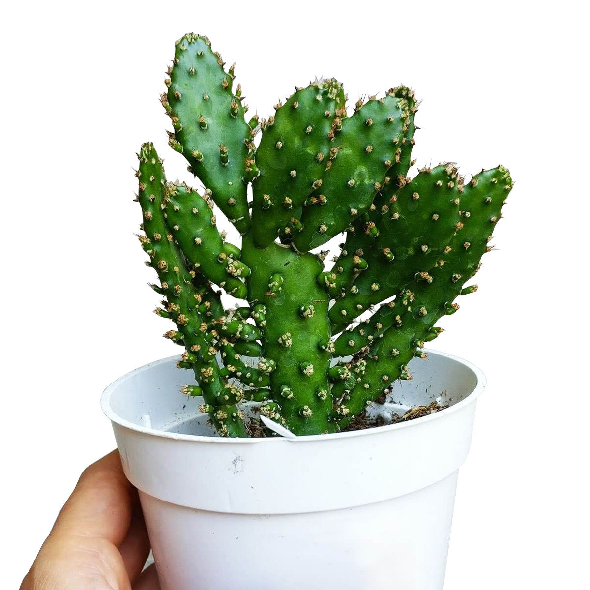 Joseph's Coat Cactus for sale, succulent plant, succulent subscription, succulent care, Succulents shop near me, succulents shop in California, succulent care tips, cactus, Rare succulents, Joseph's Coat Cactus in California, How to grow Joseph's Coat Cactus, cactus, cactus succulent, succulent cactus, cacti, cactus and succulents, succulents box, succulent shop, buy succulents online