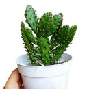 Joseph's Coat Cactus for sale, succulent plant, succulent subscription, succulent care, Succulents shop near me, succulents shop in California, succulent care tips, cactus, Rare succulents, Joseph's Coat Cactus in California, How to grow Joseph's Coat Cactus, cactus, cactus succulent, succulent cactus, cacti, cactus and succulents, succulents box, succulent shop, buy succulents online