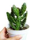 Joseph's Coat Cactus for sale, succulent plant, succulent subscription, succulent care, Succulents shop near me, succulents shop in California, succulent care tips, cactus, Rare succulents, Joseph's Coat Cactus in California, How to grow Joseph's Coat Cactus, cactus, cactus succulent, succulent cactus, cacti, cactus and succulents, succulents box, succulent shop, buy succulents online