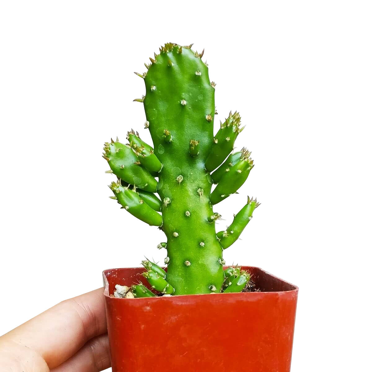 Joseph's Coat Cactus for sale, succulent plant, succulent subscription, succulent care, Succulents shop near me, succulents shop in California, succulent care tips, cactus, Rare succulents, Joseph's Coat Cactus in California, How to grow Joseph's Coat Cactus, cactus, cactus succulent, succulent cactus, cacti, cactus and succulents, succulents box, succulent shop, buy succulents online