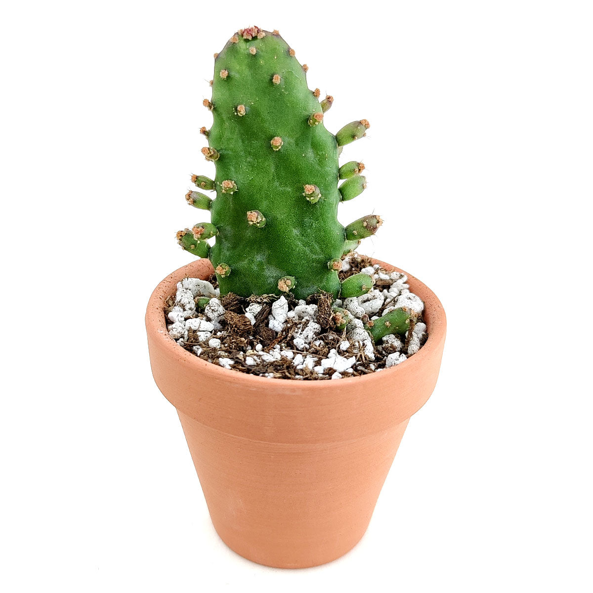 joseph's coat succulent Joseph's Coat Cactus Opuntia Monacantha Succulents & Detailed Care Guide