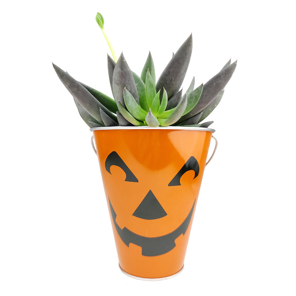 succulents in galvanized containers Large Jack-o'-lantern Pails: Spooky & Unique Halloween Decor by Succulents Box