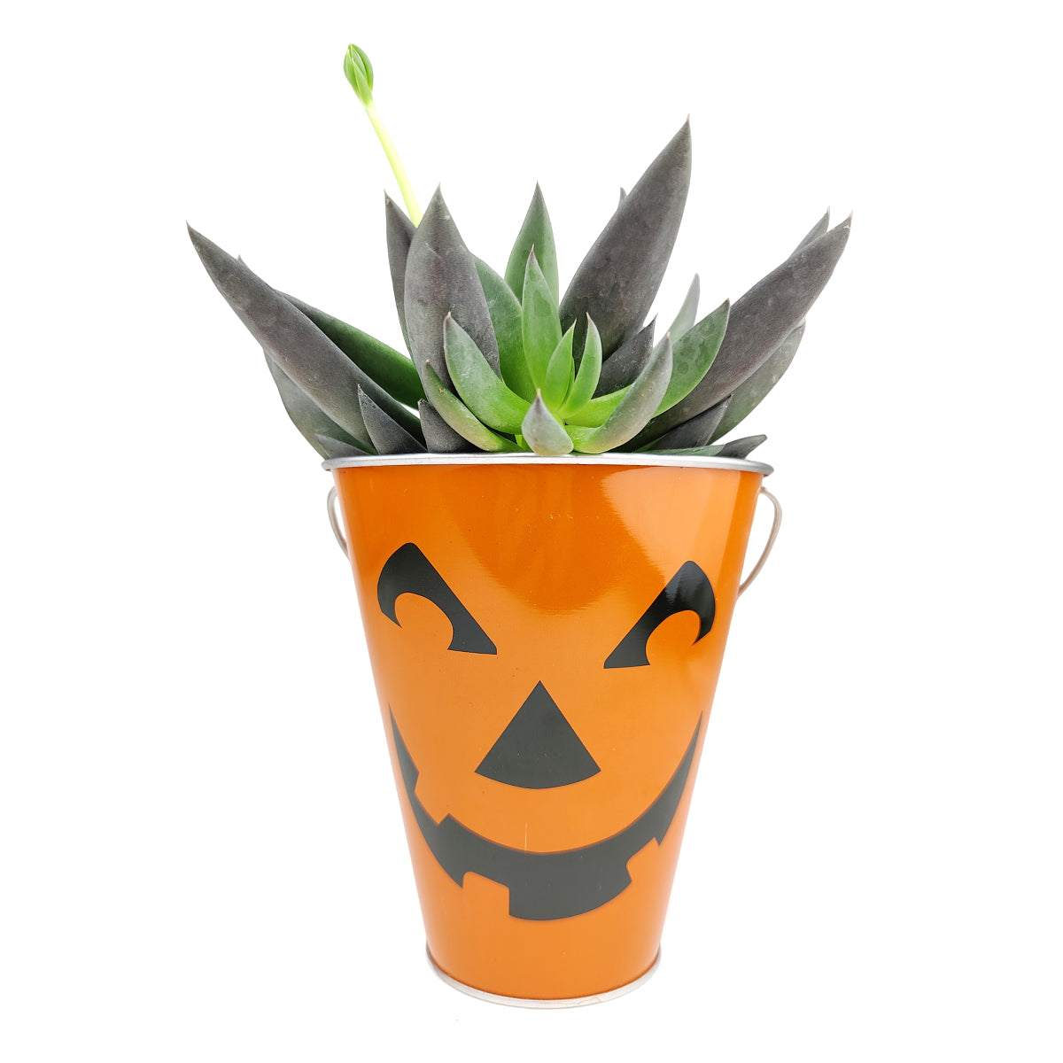 Halloween metal bucket, small container for cacti and succulents, Halloween themed pails, Jack-O'-Lantern Pail