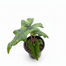 6 inch Alocasia Jacklyn, arrowhead-shaped leaves indoor plants, Alocasia plants for sale, Alocasia live plants in ca