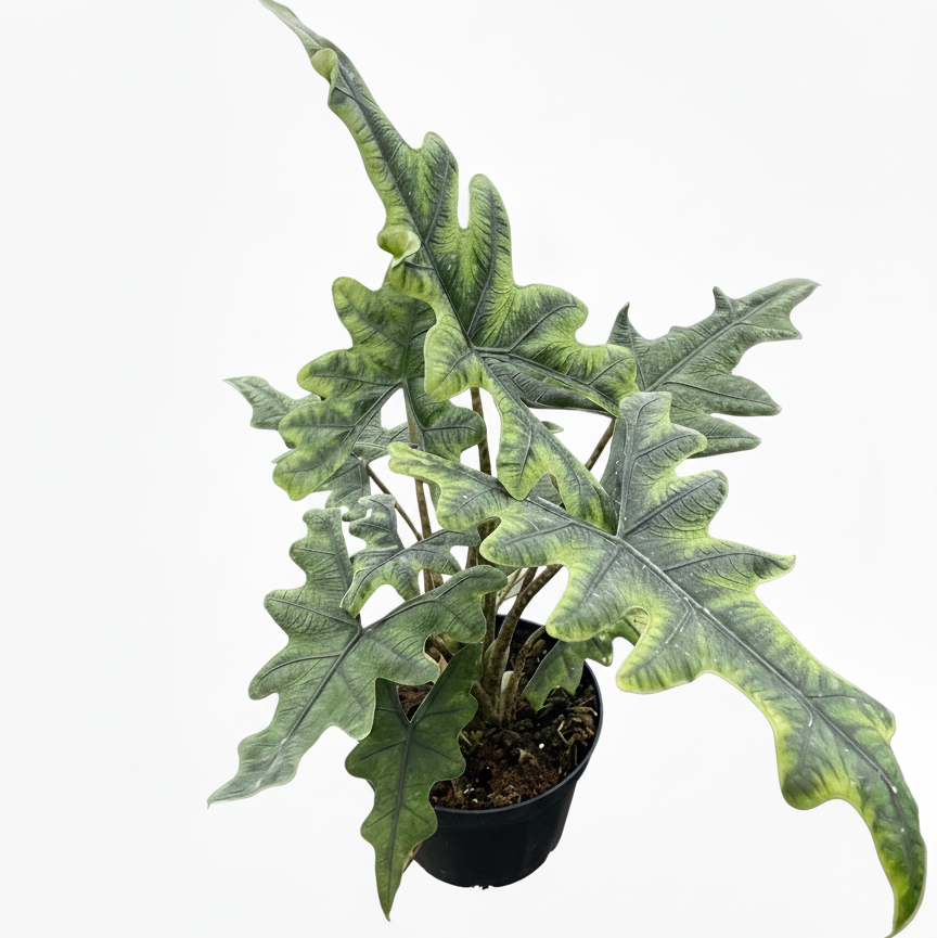 6 inch Alocasia Jacklyn, arrowhead-shaped leaves indoor plants, Alocasia plants for sale, Alocasia live plants in ca