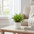 Jester's Crown Fern, Nephrolepis exaltata, ruffled Boston Fern, curly Boston Fern, compact Boston Fern, textured foliage plant, unique houseplant, hanging basket fern, indoor plant decor, elegant houseplant