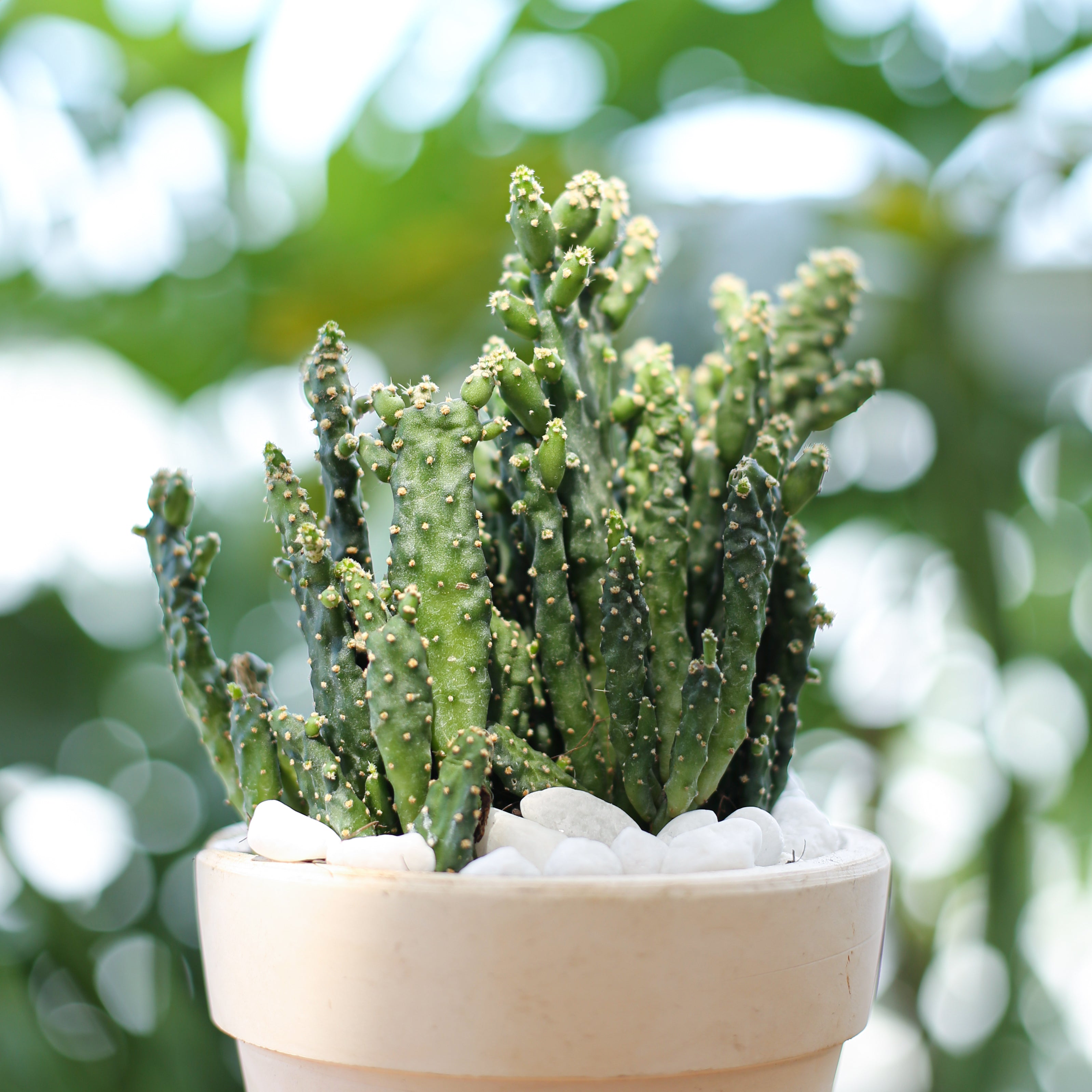 joseph's coat succulent Joseph's Coat Cactus Opuntia Monacantha Succulents & Detailed Care Guide