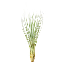 juncifolia air plant care Tillandsia Juncifolia Air Plant - Air Plants Gift Decor Ideas