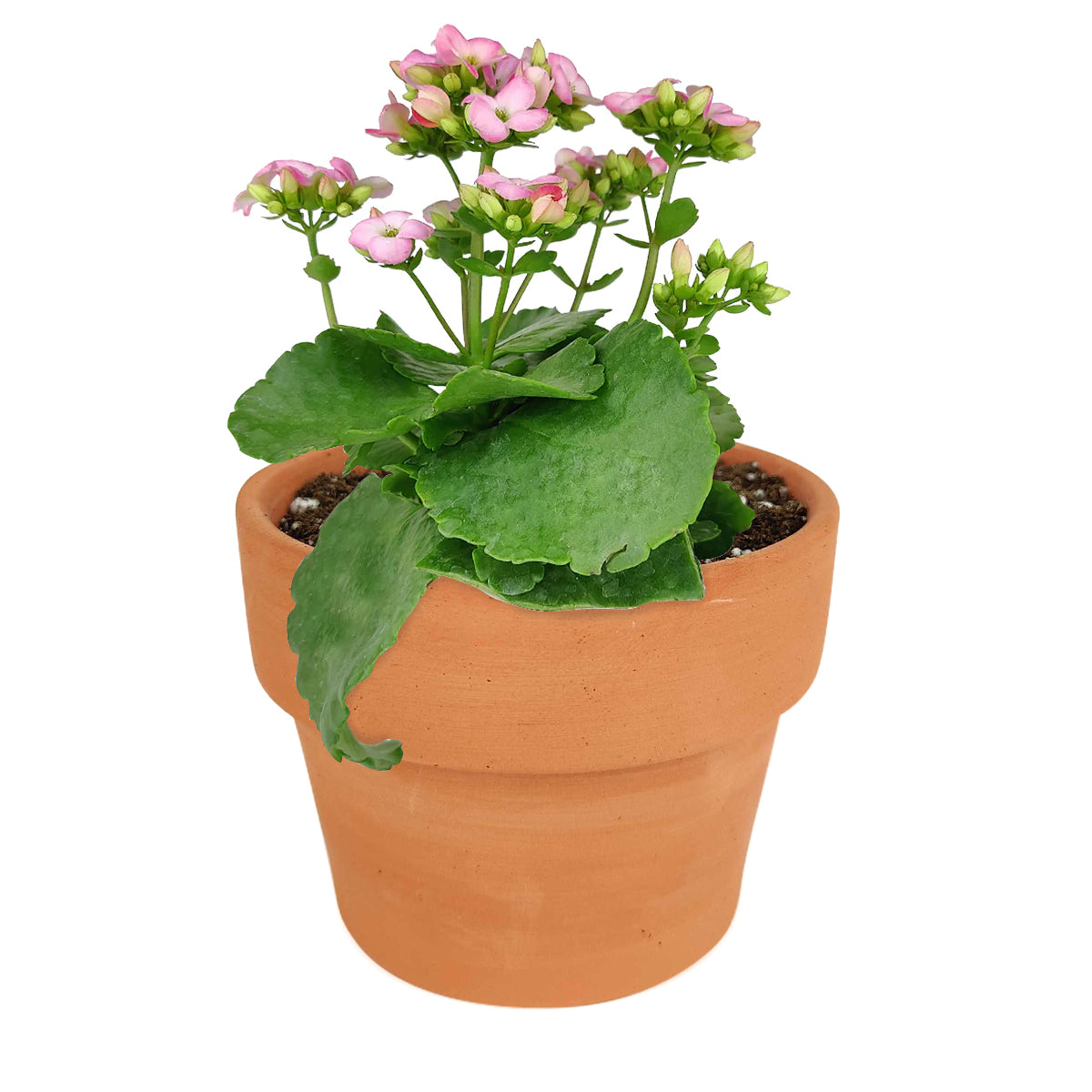 small pink flowers house plant Kalanchoe blossfeldiana 'Calandiva Pink' - Flowering Houseplant