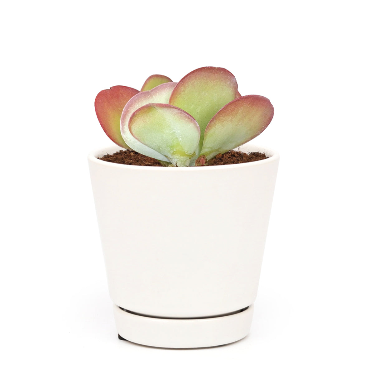 succulent care tips, indoor succulents, how to grow succulents, Rare succulents, succulent subscription, Kalanchoe Flapjacks in California, How to grow Kalanchoe Flapjacks, colorful succulent plants