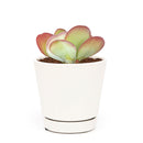 succulent care tips, indoor succulents, how to grow succulents, Rare succulents, succulent subscription, Kalanchoe Flapjacks in California, How to grow Kalanchoe Flapjacks, buy colorful succulent online