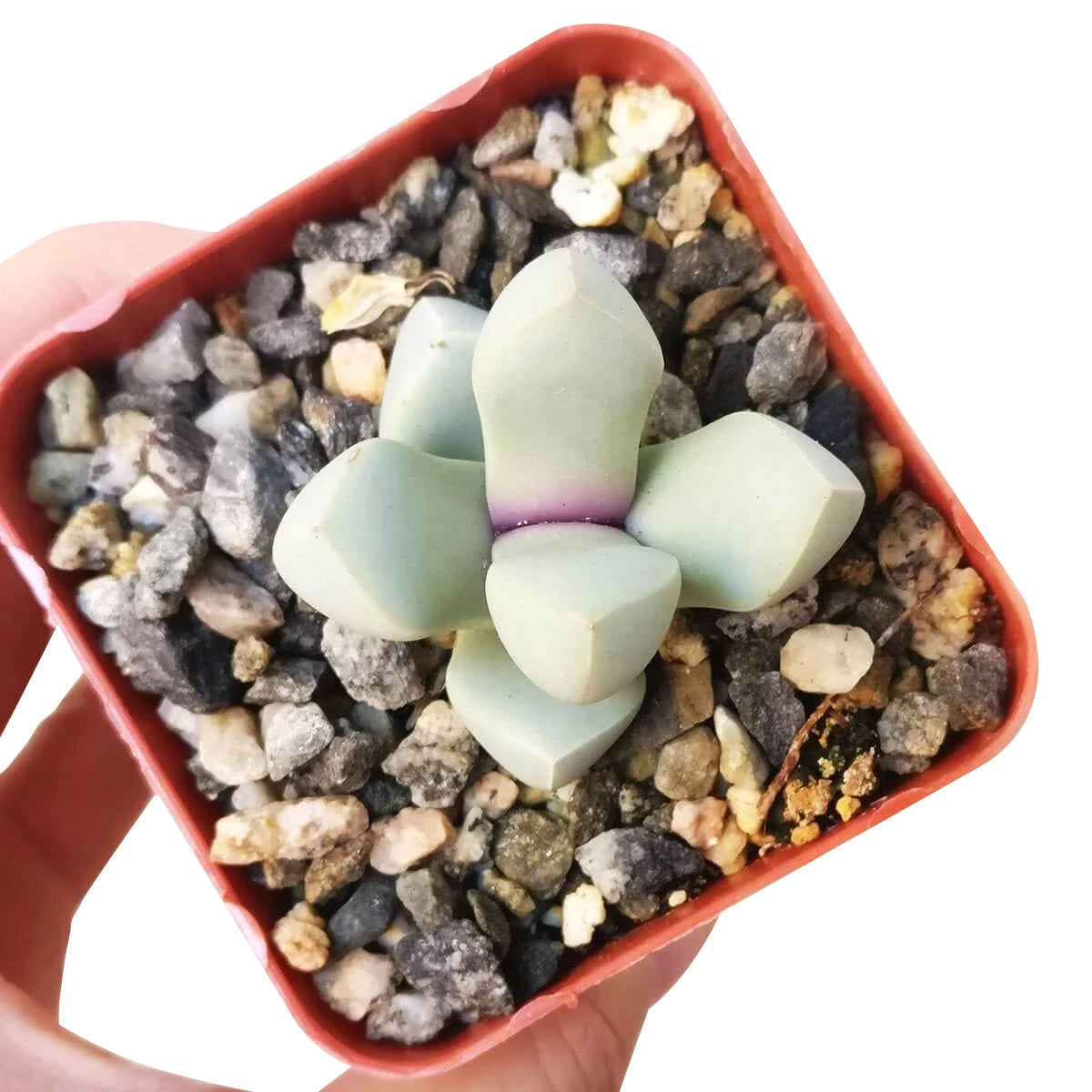 karoo rose succulent Karoo Rose Lapidaria margaretae Cactus