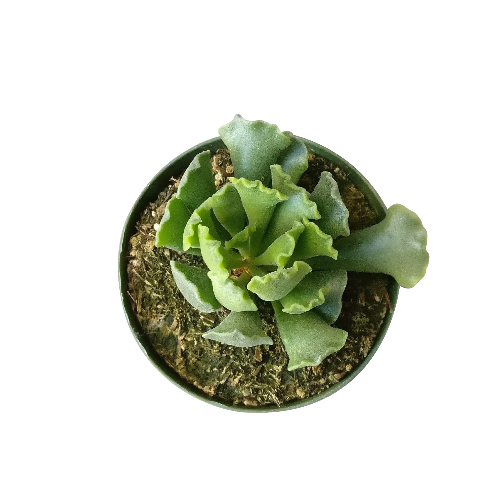 key lime succulent care Key Lime Pie Plant Adromischus Cristatus