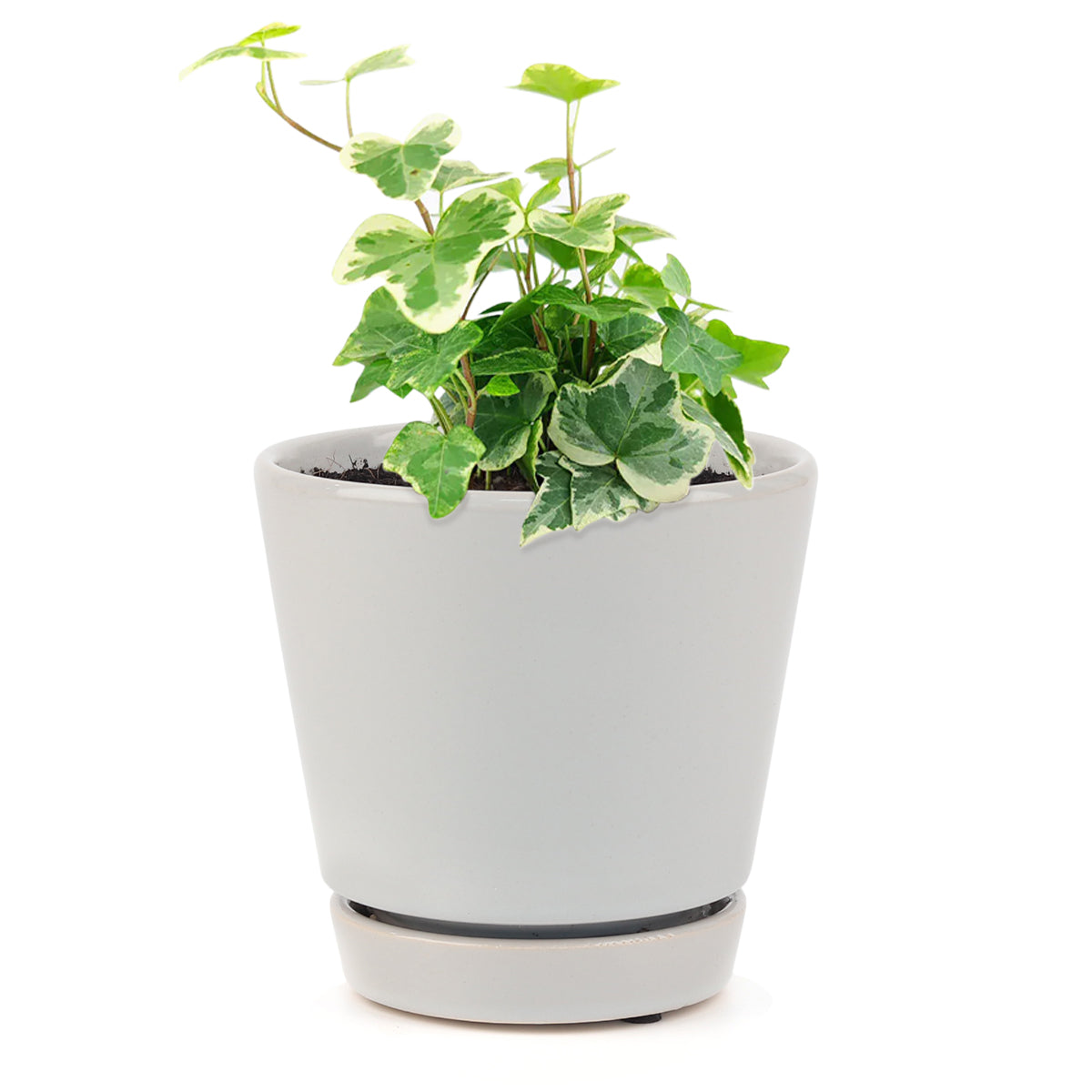 Ivy Kolibre care, Ivy Kolibre near me, trailing houseplants, best trailing plants, indoor trailing houseplant, ivy plant décor ideas, ivy plant gift ideas, Kolibre ivy care, buy English Ivy online