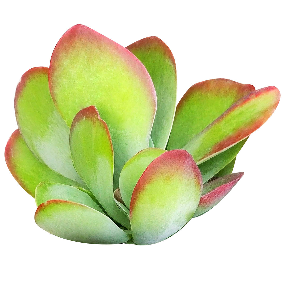 flapjack succulent size Kalanchoe Flapjacks Succulent - Live Indoor Plant For Sale