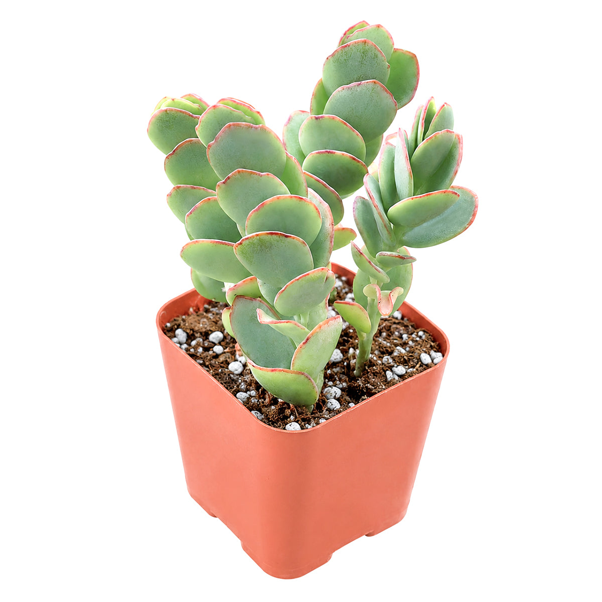 Kalanchoe Panamensis - Kalanchoe marnieriana