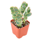 Buy 2" Kalanchoe panamensis (Kalanchoe marnieriana) online. This attractive succulent features trailing stems lined with rounded blue-green leaves that develop beautiful pink edges in bright light. It thrives in bright, indirect light with well-draining soil and occasional watering. A wonderful choice for hanging planters, succulent collections, or sunny windowsills.