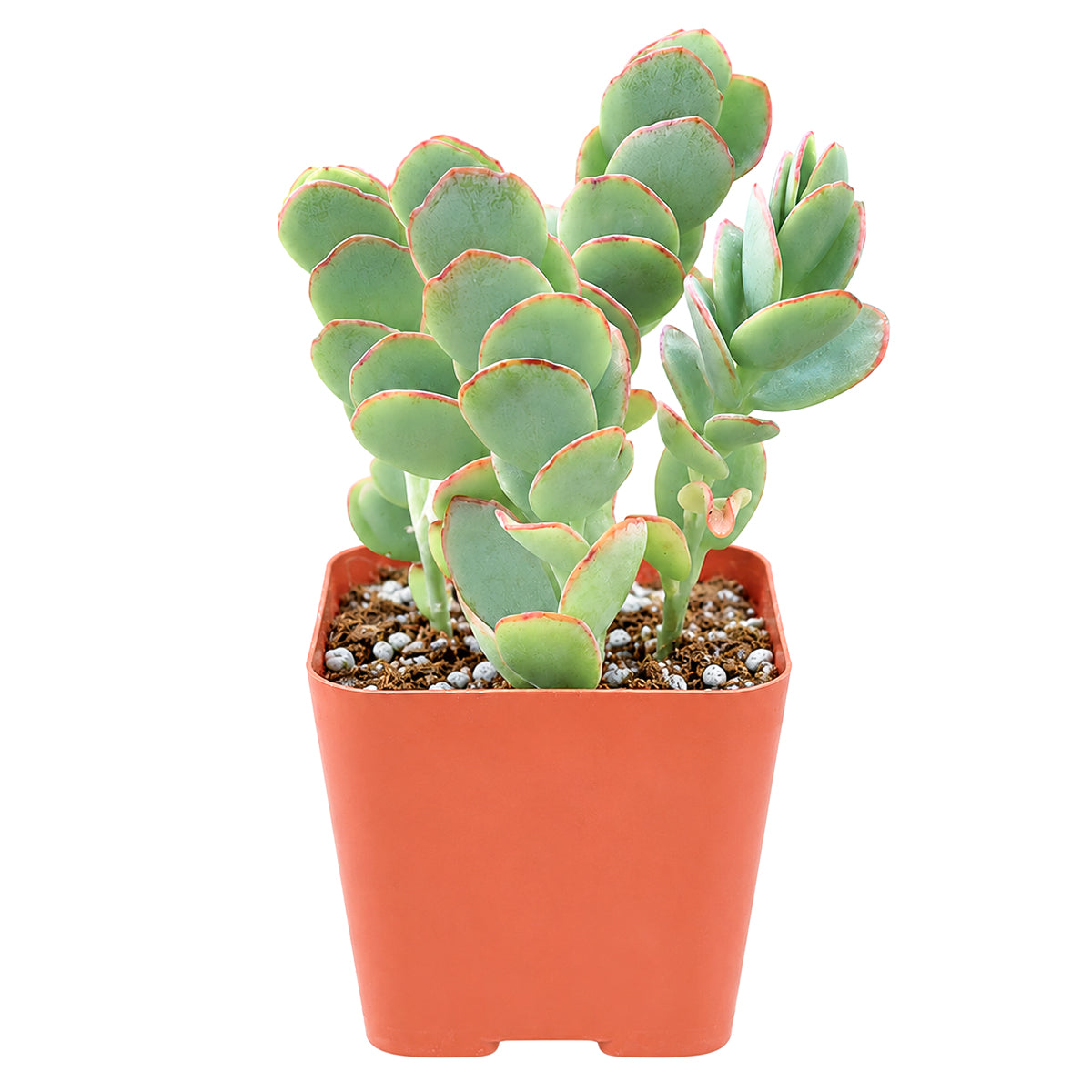 4" Kalanchoe panamensis (Kalanchoe marnieriana) for sale. Featuring cascading stems and neatly stacked rounded leaves, this eye-catching succulent brings movement and color to any plant collection. It grows well in bright light with a gritty succulent mix and minimal watering. Perfect for shelves, windowsills, or creating an elegant trailing display.