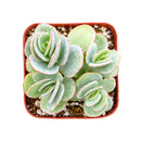 Buy 2" Kalanchoe panamensis (Kalanchoe marnieriana) online. This attractive succulent features trailing stems lined with rounded blue-green leaves that develop beautiful pink edges in bright light. It thrives in bright, indirect light with well-draining soil and occasional watering. A wonderful choice for hanging planters, succulent collections, or sunny windowsills.