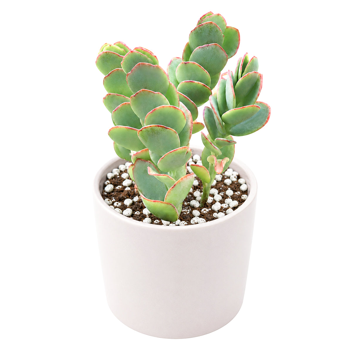 2" Kalanchoe panamensis (Kalanchoe marnieriana) for sale. Known for its cascading growth habit and colorful paddle-shaped foliage, this elegant succulent adds graceful texture to any indoor plant display. It grows best in bright conditions with a fast-draining succulent mix and minimal watering. Perfect for decorative pots, shelves, or as a unique gift for plant lovers.