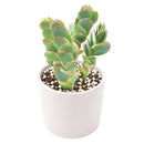 Buy 2" Kalanchoe panamensis (Kalanchoe marnieriana) online. This attractive succulent features trailing stems lined with rounded blue-green leaves that develop beautiful pink edges in bright light. It thrives in bright, indirect light with well-draining soil and occasional watering. A wonderful choice for hanging planters, succulent collections, or sunny windowsills.