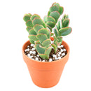 Buy 2" Kalanchoe panamensis (Kalanchoe marnieriana) online. This attractive succulent features trailing stems lined with rounded blue-green leaves that develop beautiful pink edges in bright light. It thrives in bright, indirect light with well-draining soil and occasional watering. A wonderful choice for hanging planters, succulent collections, or sunny windowsills.
