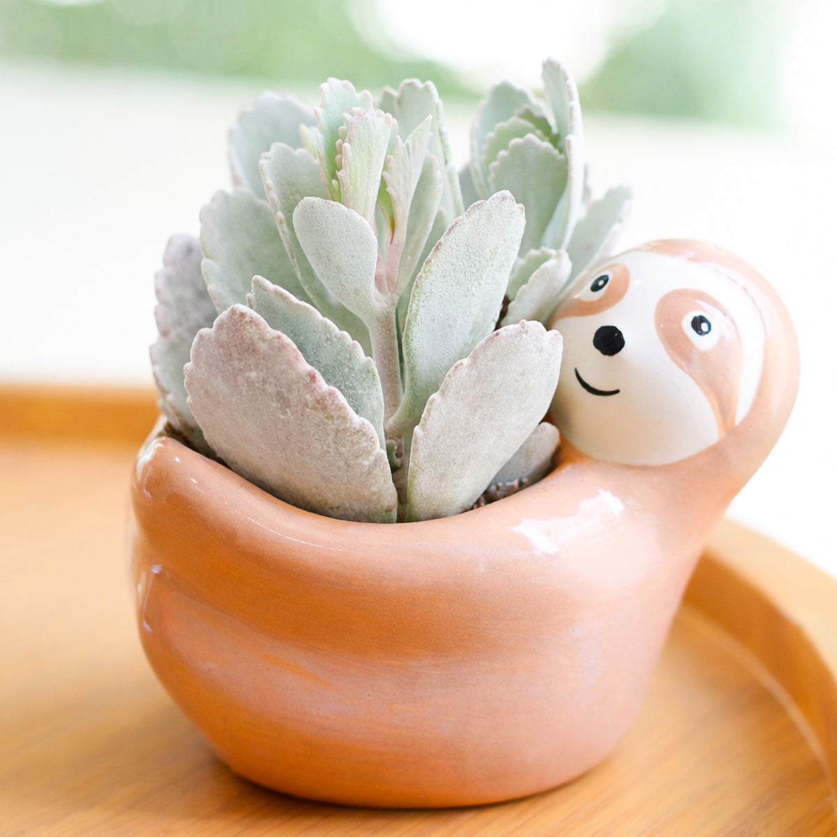 2 inch Kalanchoe Pumila, green succulents, indoor succulents, succulent care guide, buy succulents online