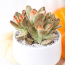 2 inch Kalanchoe tomentosa 'Teddy Bear', green succulents, indoor succulents, succulent care guide, buy succulents online