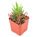 Buy 2" Kalanchoe 'Tarantula' online. This extraordinary succulent features narrow, deeply textured leaves that create a bold, spiky appearance unlike any traditional Kalanchoe. It thrives in bright, indirect light with well-draining soil and occasional watering. A striking addition to rare succulent collections, modern home décor, or sunny windowsills.