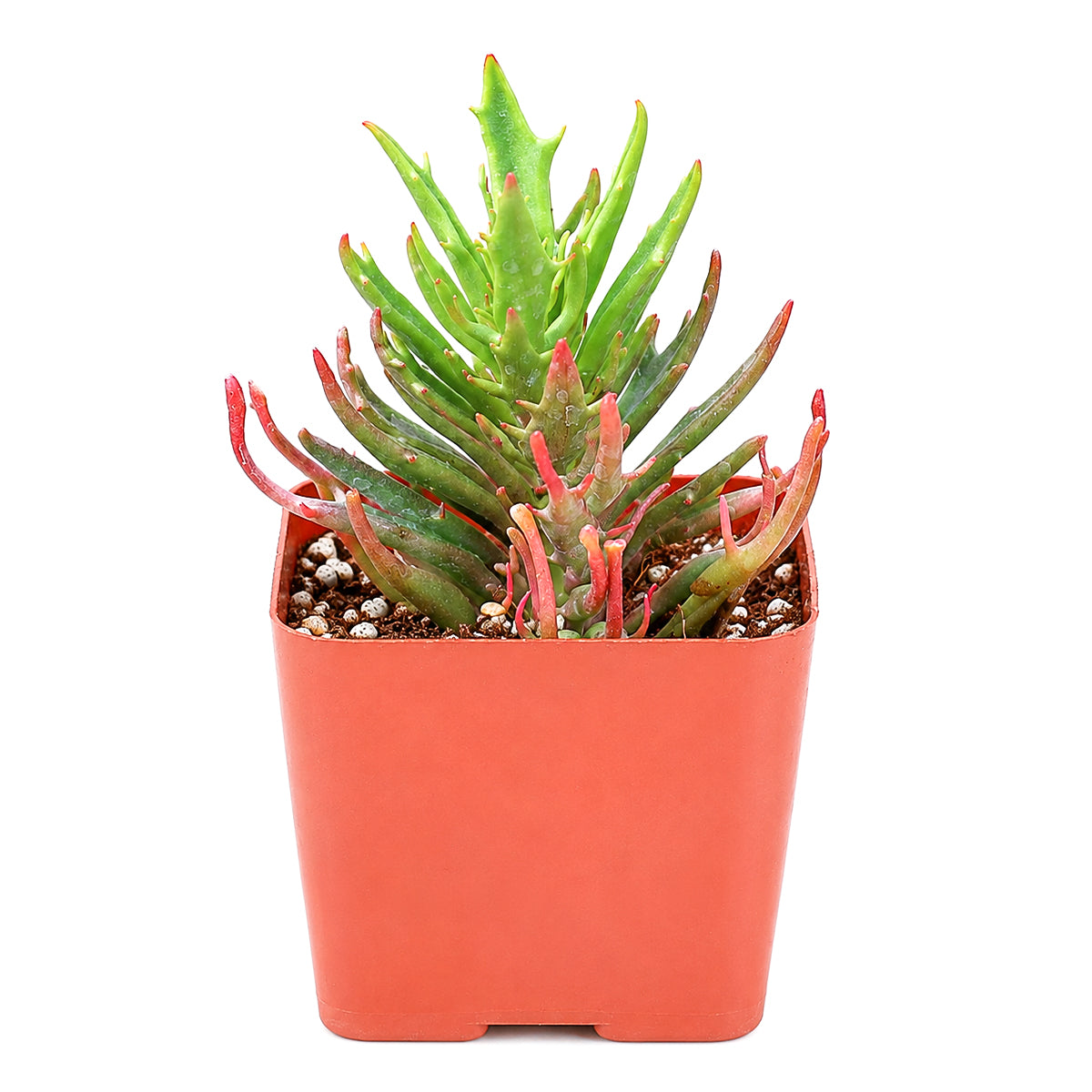 2" Kalanchoe 'Tarantula' for sale. Featuring compact growth and uniquely shaped foliage, this rare succulent adds bold visual interest to shelves, desks, and tabletop displays. It requires very little maintenance and thrives in well-draining soil with bright, indirect light. A wonderful option for beginners and experienced succulent enthusiasts alike.