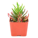 Buy 2" Kalanchoe 'Tarantula' online. This extraordinary succulent features narrow, deeply textured leaves that create a bold, spiky appearance unlike any traditional Kalanchoe. It thrives in bright, indirect light with well-draining soil and occasional watering. A striking addition to rare succulent collections, modern home décor, or sunny windowsills.