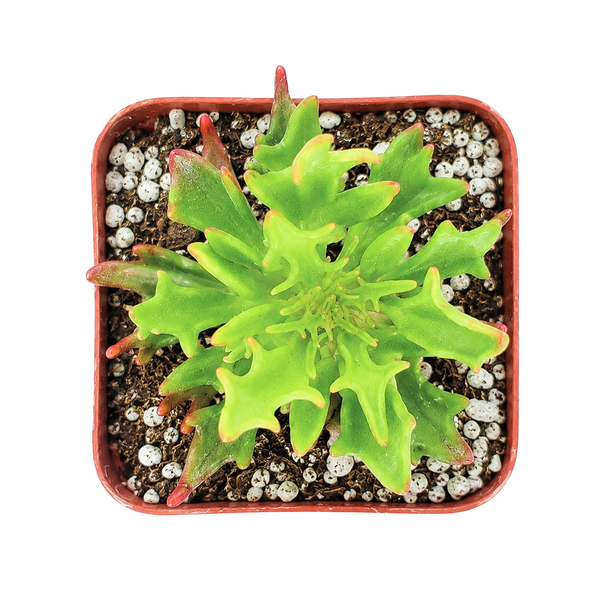 Buy 2" Kalanchoe 'Tarantula' online. This distinctive hybrid showcases curled, textured leaves that give it an exotic and sculptural look throughout the year. It prefers bright light, excellent drainage, and light watering after the soil has dried completely. An excellent choice for succulent arrangements or as a standout specimen in any collection.