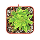 Buy 2" Kalanchoe 'Tarantula' online. This extraordinary succulent features narrow, deeply textured leaves that create a bold, spiky appearance unlike any traditional Kalanchoe. It thrives in bright, indirect light with well-draining soil and occasional watering. A striking addition to rare succulent collections, modern home décor, or sunny windowsills.