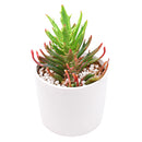 Buy 2" Kalanchoe 'Tarantula' online. This extraordinary succulent features narrow, deeply textured leaves that create a bold, spiky appearance unlike any traditional Kalanchoe. It thrives in bright, indirect light with well-draining soil and occasional watering. A striking addition to rare succulent collections, modern home décor, or sunny windowsills.