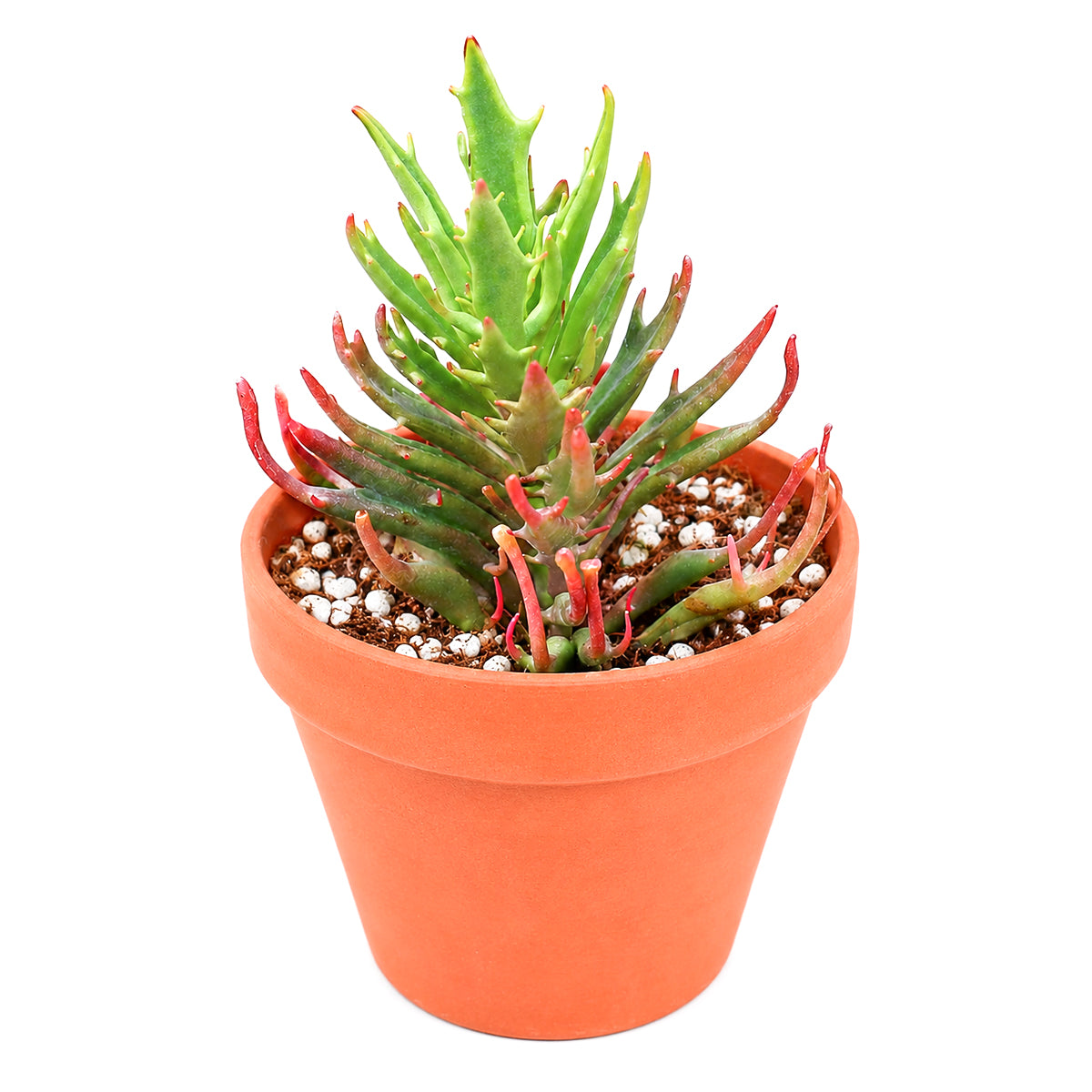 Buy 2" Kalanchoe 'Tarantula' online. This extraordinary succulent features narrow, deeply textured leaves that create a bold, spiky appearance unlike any traditional Kalanchoe. It thrives in bright, indirect light with well-draining soil and occasional watering. A striking addition to rare succulent collections, modern home décor, or sunny windowsills.