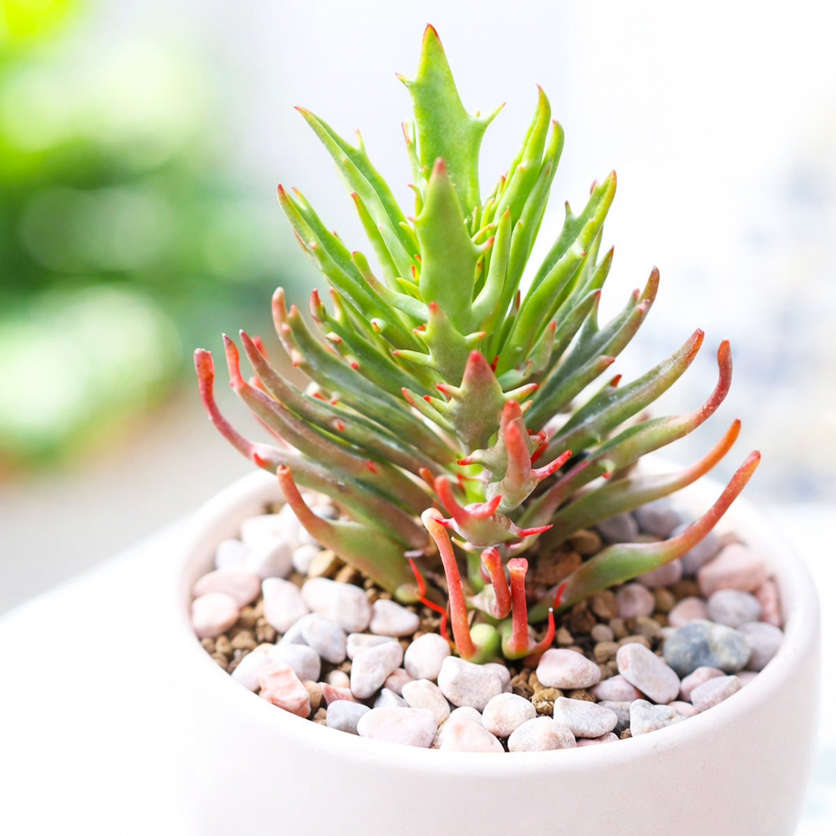 2 inch Kalanchoe 'Tarantula', green succulents, indoor outdoor succulents, succulent care guide, buy succulents online