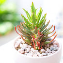 Kalanchoe 'Tarantula', green succulents, indoor outdoor succulents, succulent care guide, buy succulents online