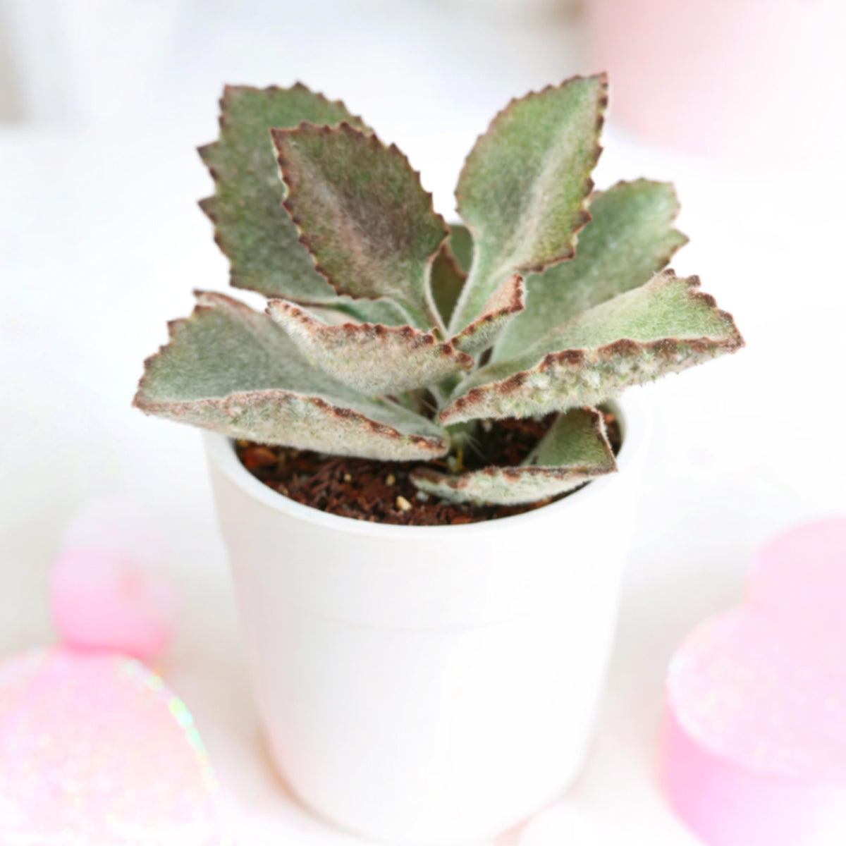 2 inch Kalanchoe beharensis 'Fang', green succulents, indoor succulents, succulent care guide, buy succulents online