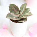 2 inch Kalanchoe beharensis 'Fang', green succulents, indoor succulents, succulent care guide, buy succulents online
