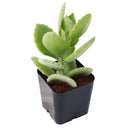 Buy 2" Kalanchoe millotii online. This charming succulent features soft, velvety leaves covered in fine silvery hairs that give it a unique fuzzy texture and elegant appearance. It thrives in bright, indirect light with well-draining soil and occasional watering. A beautiful addition to succulent collections, sunny windowsills, or cozy indoor spaces.