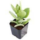 Buy 2" Kalanchoe millotii online. This charming succulent features soft, velvety leaves covered in fine silvery hairs that give it a unique fuzzy texture and elegant appearance. It thrives in bright, indirect light with well-draining soil and occasional watering. A beautiful addition to succulent collections, sunny windowsills, or cozy indoor spaces.