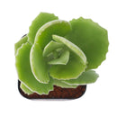 Buy 2" Kalanchoe millotii online. This charming succulent features soft, velvety leaves covered in fine silvery hairs that give it a unique fuzzy texture and elegant appearance. It thrives in bright, indirect light with well-draining soil and occasional watering. A beautiful addition to succulent collections, sunny windowsills, or cozy indoor spaces.