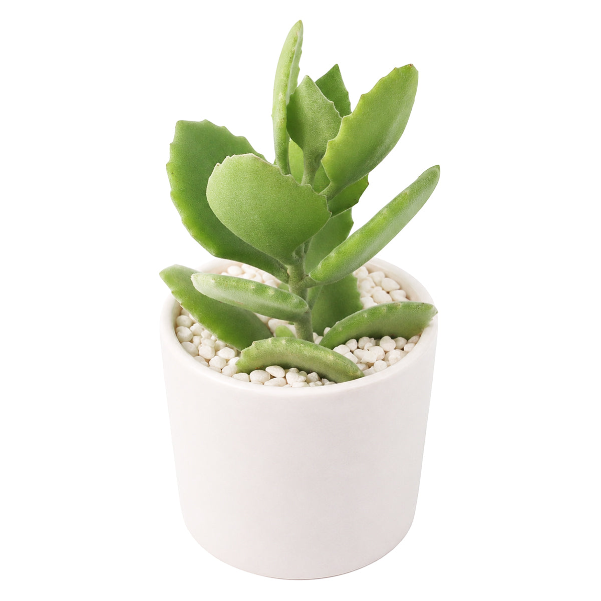 2" Kalanchoe millotii for sale. Known for its plush gray-green foliage and compact growth habit, this eye-catching succulent adds warmth and texture to any indoor plant display. It grows best in bright conditions with a fast-draining succulent mix and minimal watering. Perfect for decorative planters, office desks, or thoughtful gifts for plant lovers.