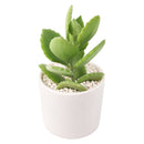Buy 2" Kalanchoe millotii online. This charming succulent features soft, velvety leaves covered in fine silvery hairs that give it a unique fuzzy texture and elegant appearance. It thrives in bright, indirect light with well-draining soil and occasional watering. A beautiful addition to succulent collections, sunny windowsills, or cozy indoor spaces.