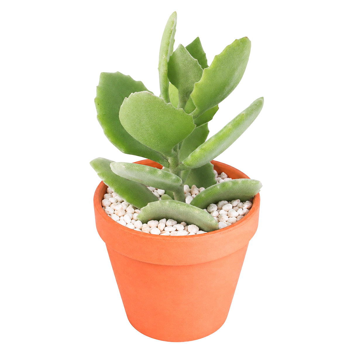 Buy 2" Kalanchoe millotii online. This charming succulent features soft, velvety leaves covered in fine silvery hairs that give it a unique fuzzy texture and elegant appearance. It thrives in bright, indirect light with well-draining soil and occasional watering. A beautiful addition to succulent collections, sunny windowsills, or cozy indoor spaces.