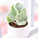 2 inch Kalanchoe millotii, green succulents, indoor succulents, succulent care guide, buy succulents online