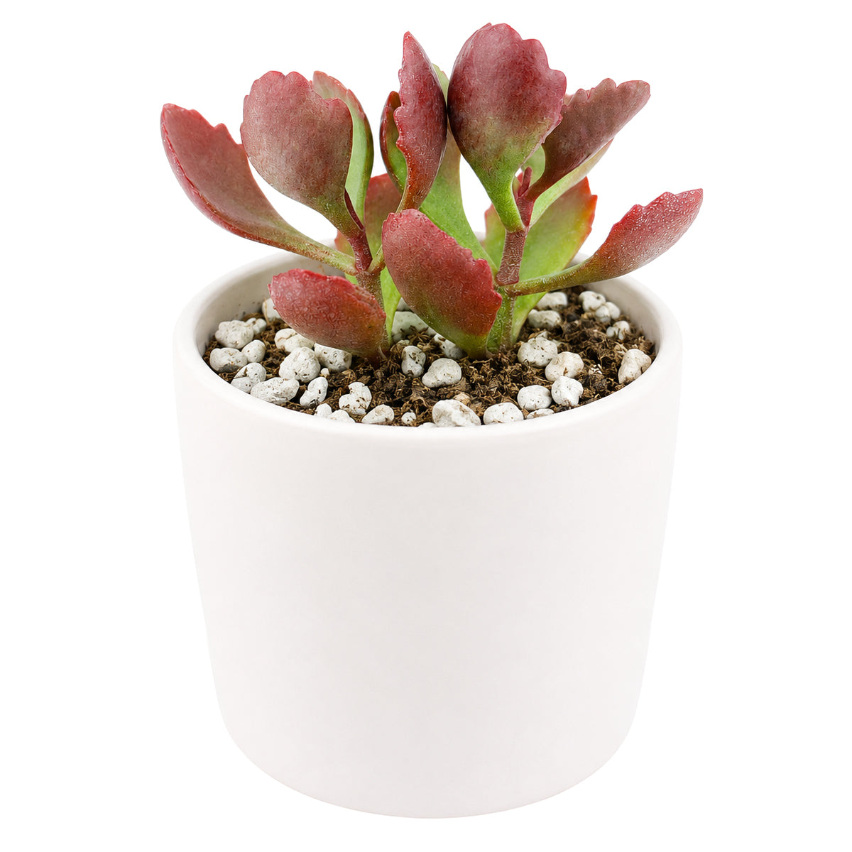 Buy 2" Six Angled Kalanchoe (Kalanchoe sexangularis) online. This vibrant succulent combines sculptural foliage with rich red highlights, making it a striking focal point throughout the year. It grows well with bright light, occasional watering, and a gritty succulent mix. An ideal addition to home décor, collector displays, or stylish succulent gardens.